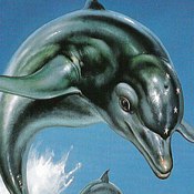 Ecco The Dolphin